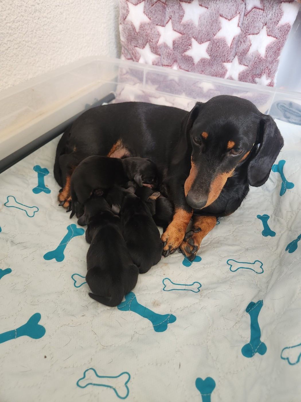 Les bébés sont nés!