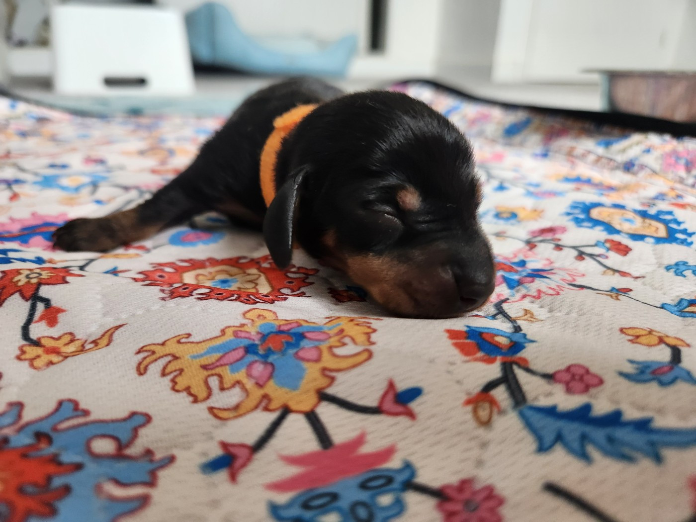 de la Guilde Saint Ange - Chiots disponibles - Teckel poil ras
