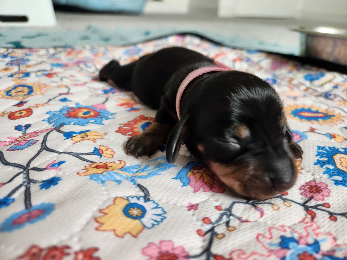 de la Guilde Saint Ange - Chiots disponibles - Teckel poil ras