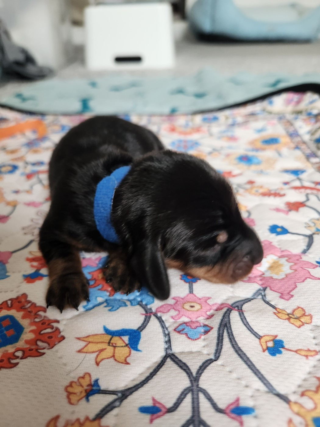 de la Guilde Saint Ange - Chiots disponibles - Teckel poil ras