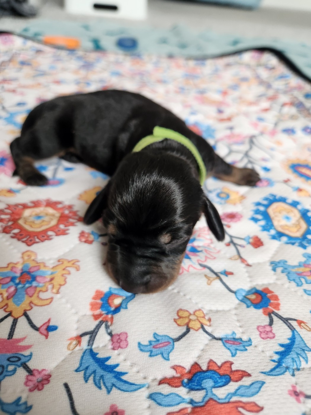 de la Guilde Saint Ange - Chiots disponibles - Teckel poil ras