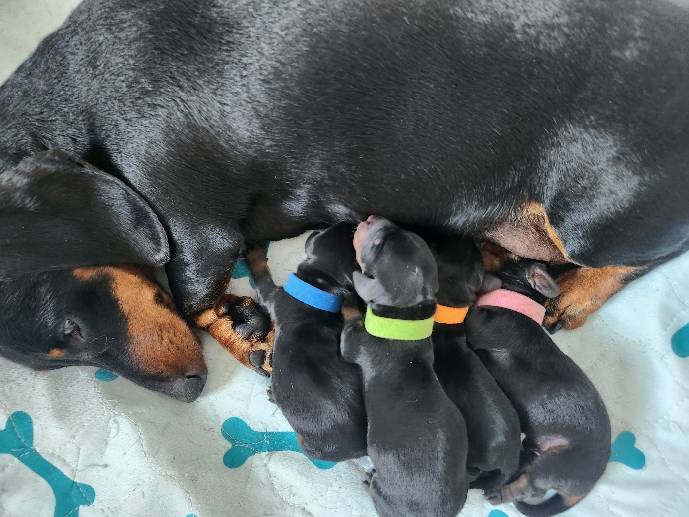 Chiot Teckel poil ras de la Guilde Saint Ange